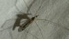 Tipula rufina